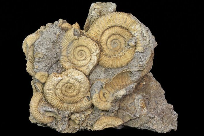 Dactylioceras Ammonite Cluster - Germany #77182